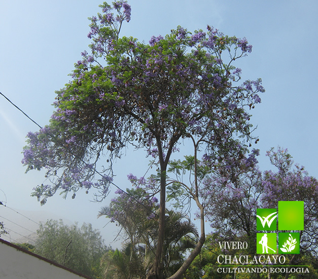 Jacaranda (Jacaranda mimosifolia), Vivero Chaclacayo