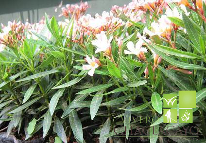 Laurel enano - (Nerium oleander), Vivero Chaclacayo